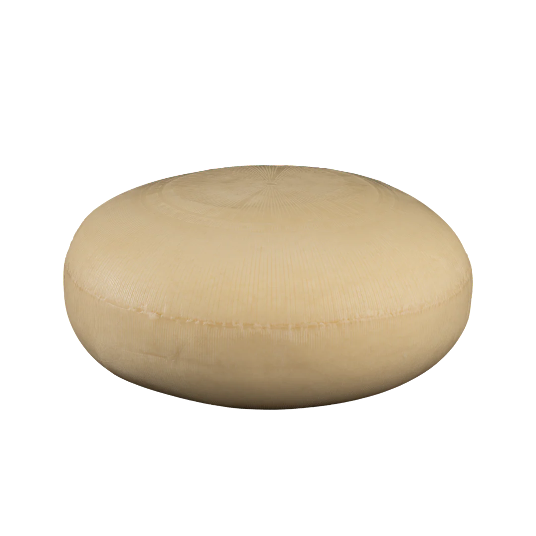 Le Seigneur de Tilly 18 mois - Image 3